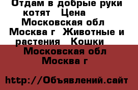 Отдам в добрые руки котят › Цена ­ 10 - Московская обл., Москва г. Животные и растения » Кошки   . Московская обл.,Москва г.